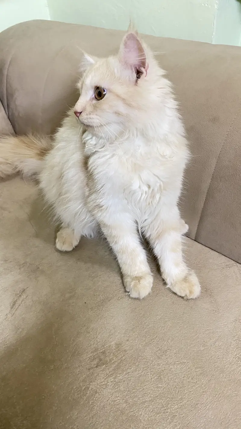 cute persian cat | well trained — photo 2