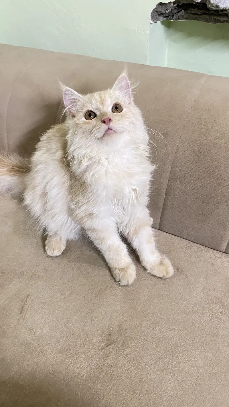 cute persian cat | well trained — photo 3