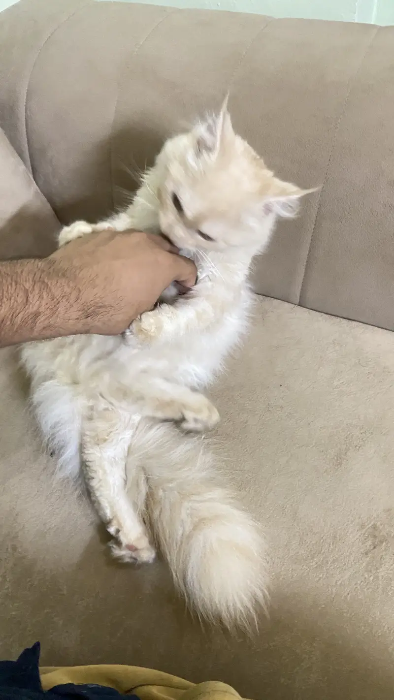 cute persian cat | well trained — photo 4