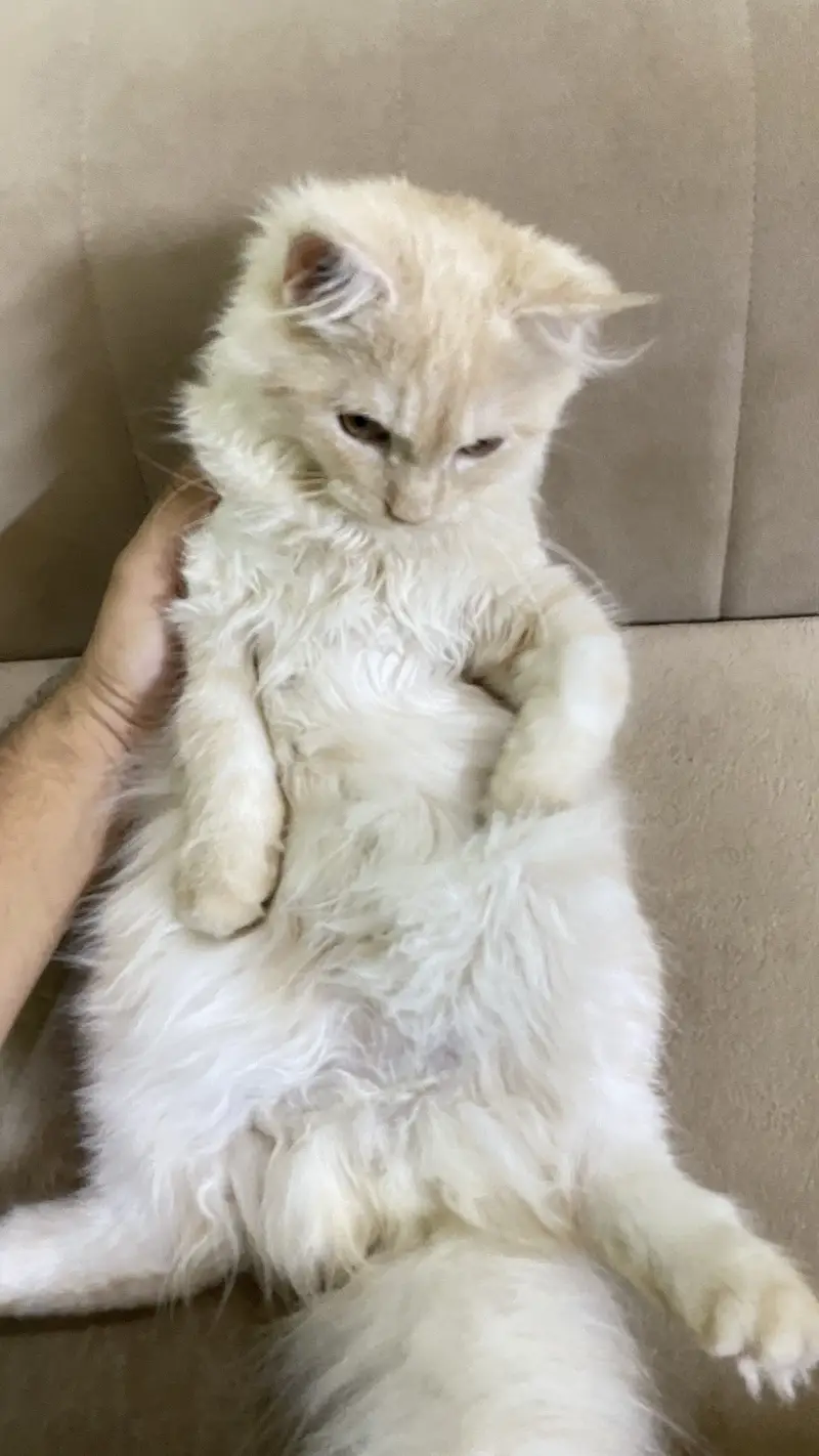 cute persian cat | well trained — photo 5