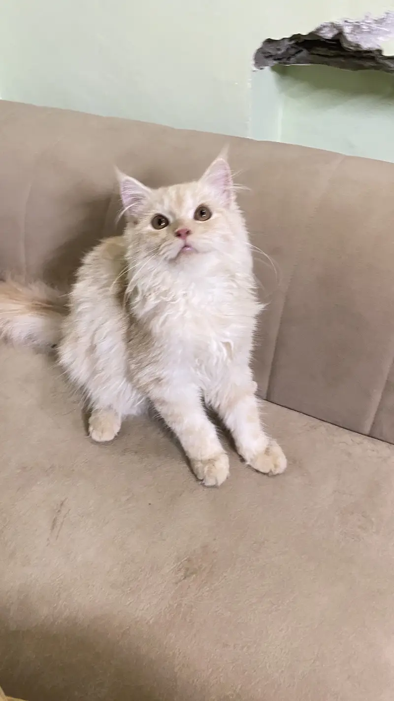 cute persian cat | well trained — photo 6