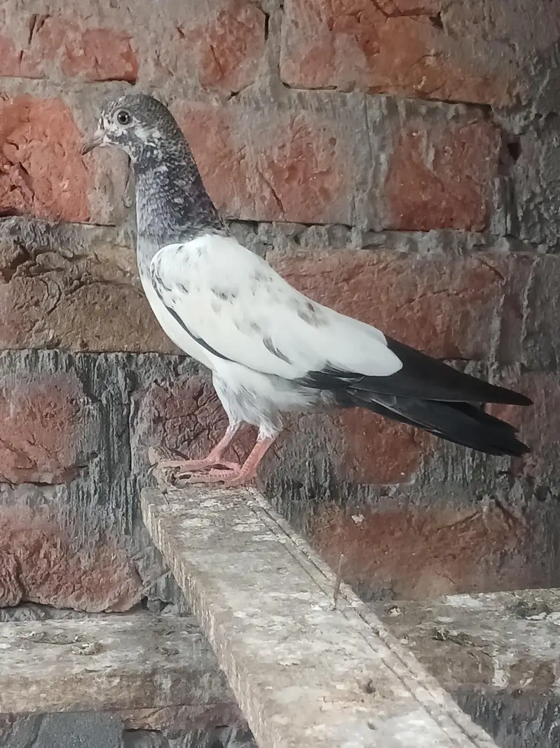 baby pegion — photo 2