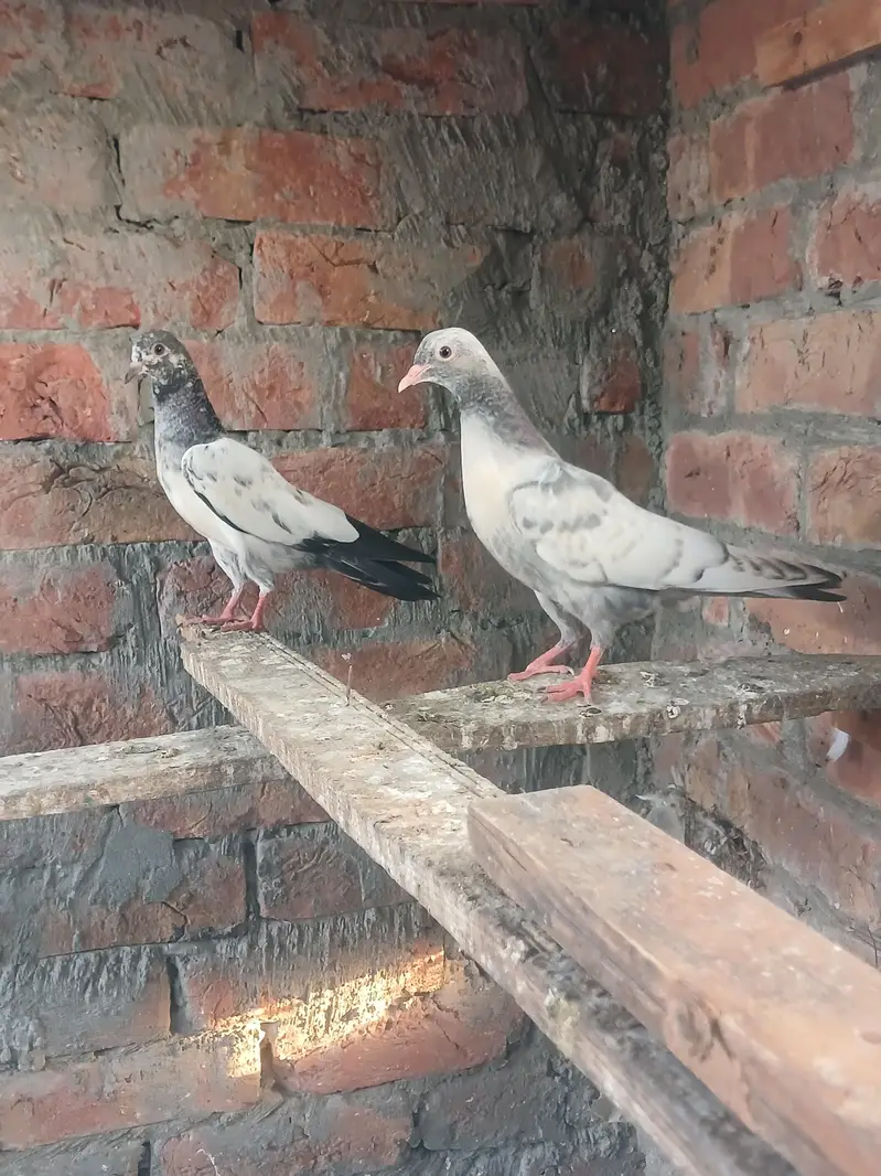 baby pegion — photo 3
