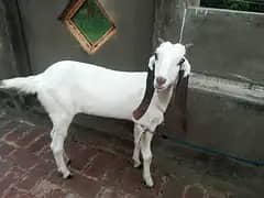 bakray kay bachay for sale