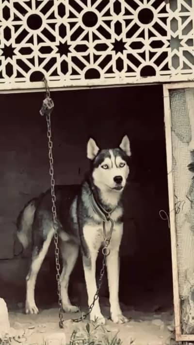 Siberian Husky 1.5year odd eye rare