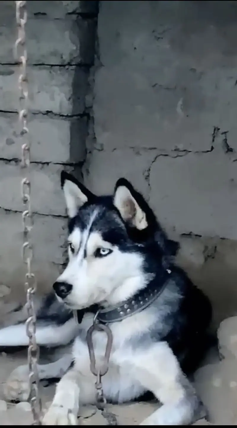 Siberian Husky 1.5year odd eye rare — photo 2