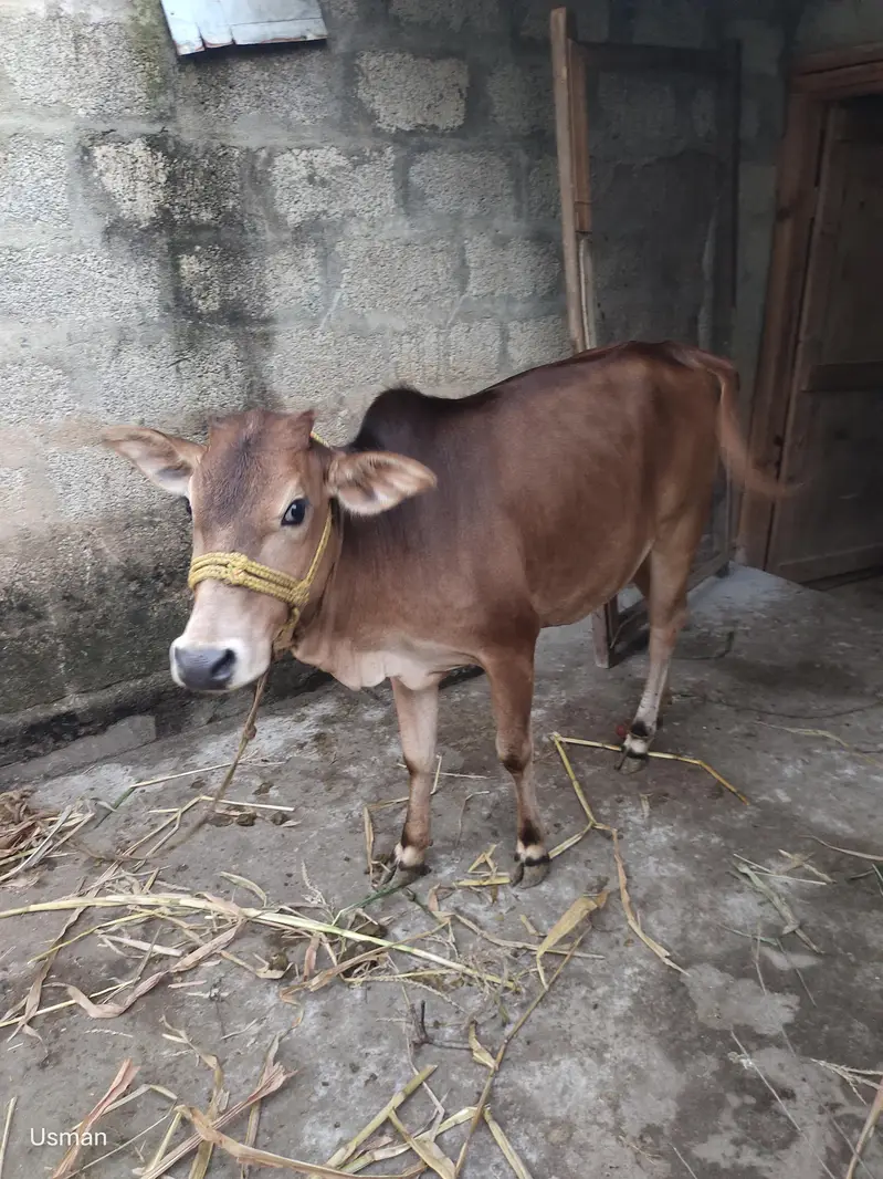 Bachi for sale — photo 3