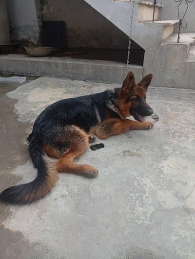 German shepherd for sale