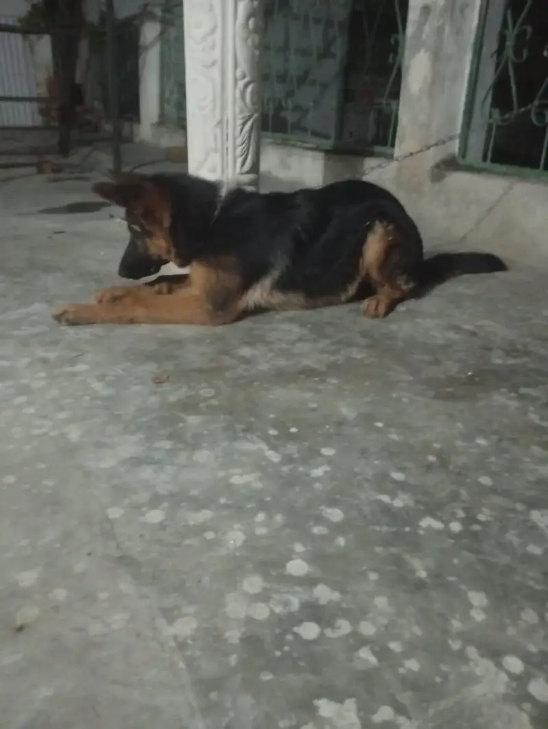 German shepherd for sale — photo 2