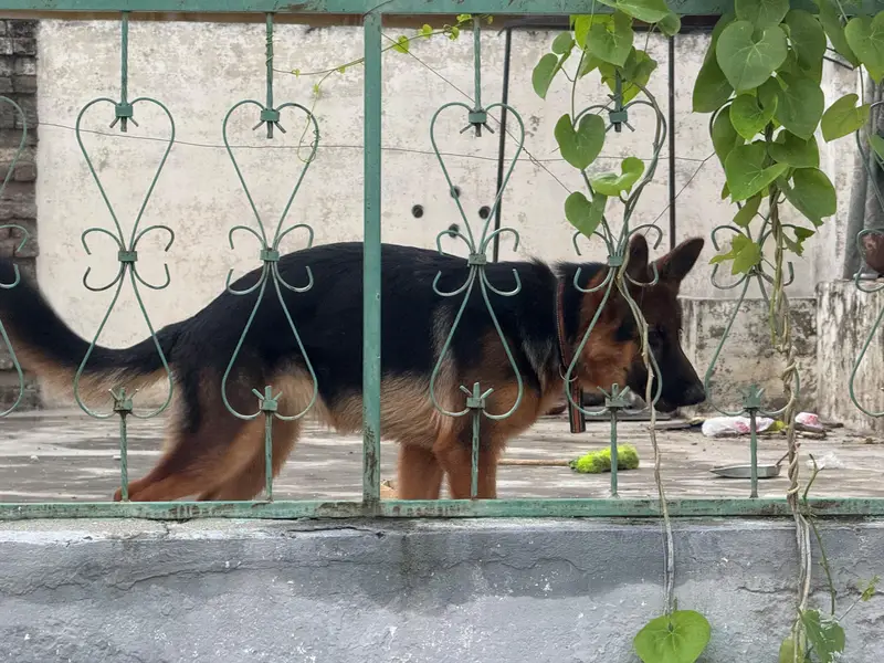 German shepherd for sale — photo 3