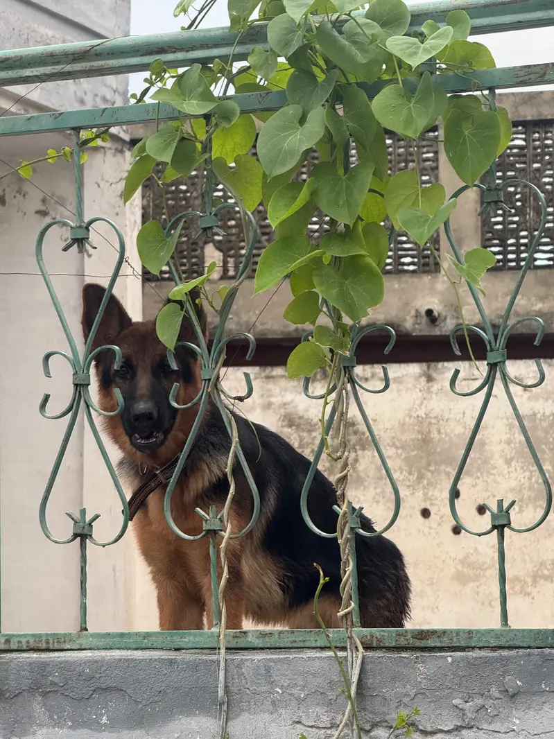 German shepherd for sale — photo 4