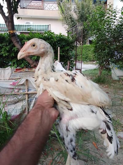 Shamo, lasani, cheena, Shurka Chicks for sale.