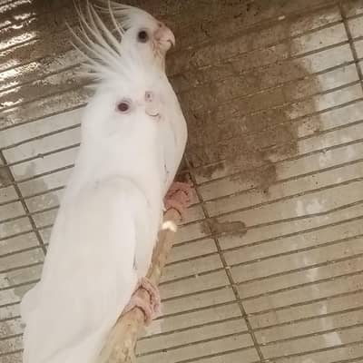 Kashmire male breeder