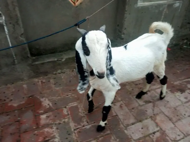 bakray kay bachay for sale — photo 2
