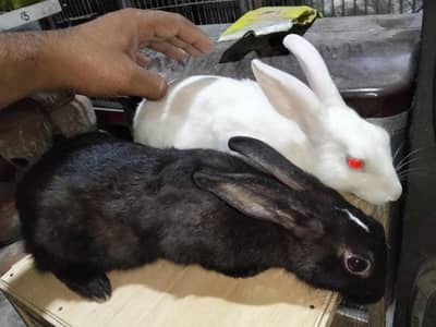 rabbit breeders pair