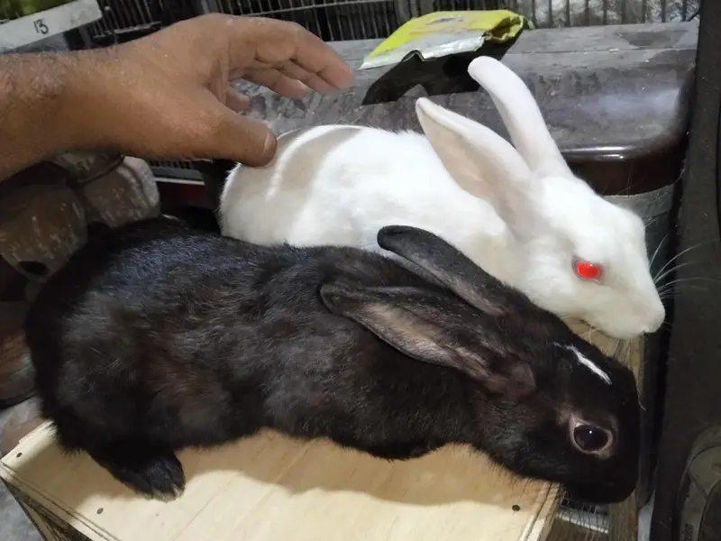 rabbit breeders pair