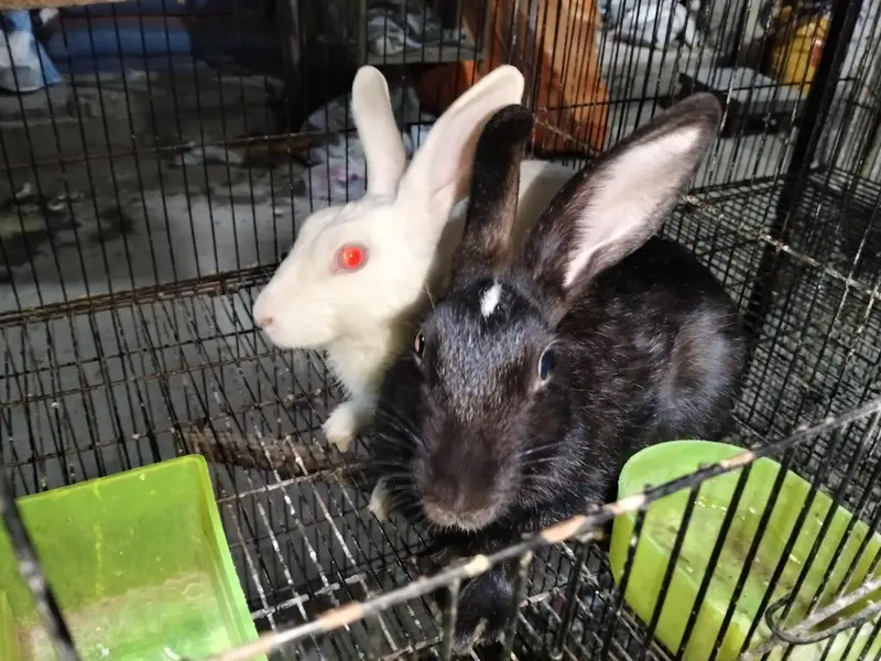rabbit breeders pair — photo 2