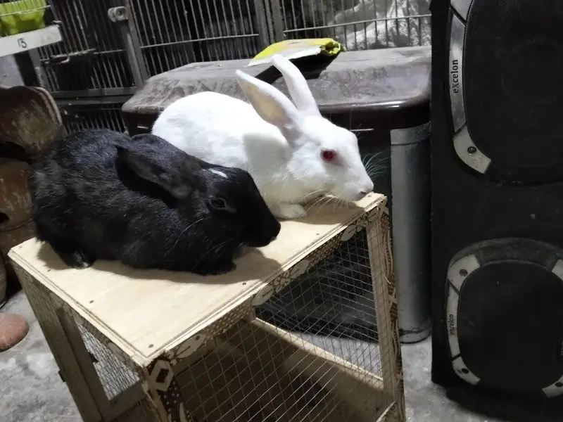 rabbit breeders pair — photo 3