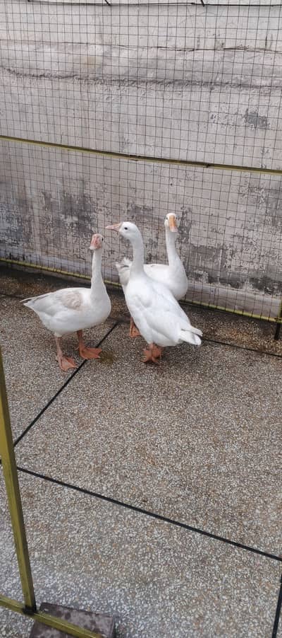 long neck duck