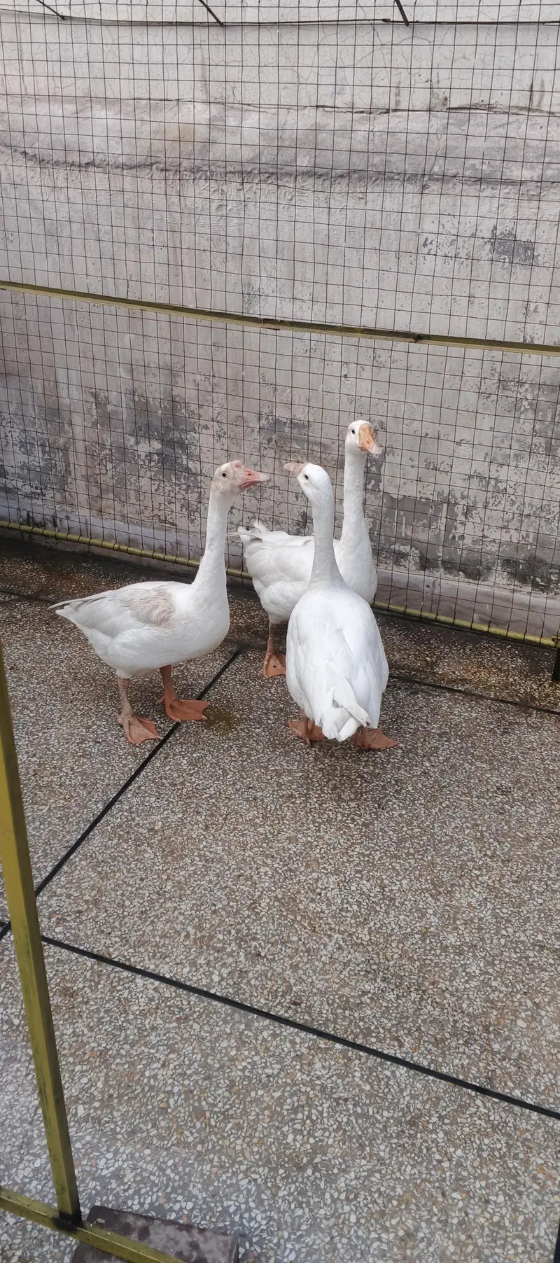 long neck duck — photo 2