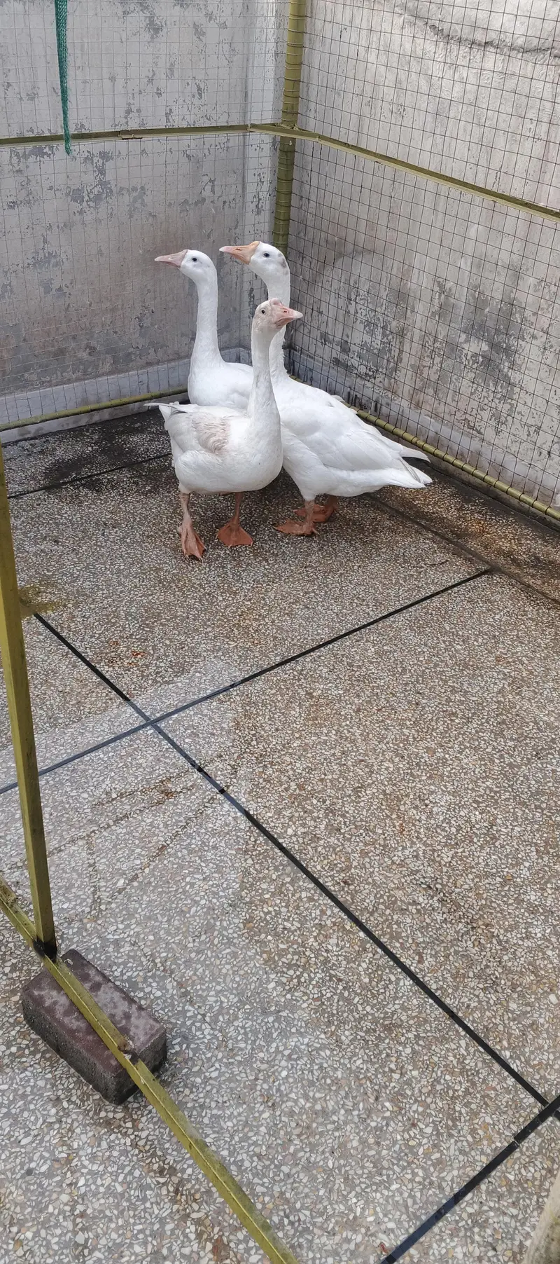 long neck duck — photo 3