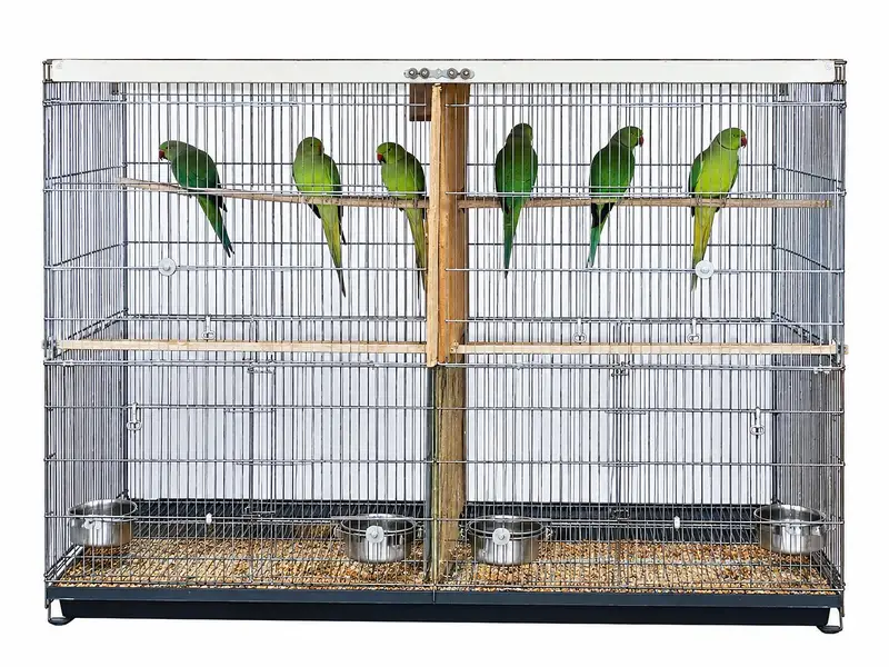 Green Parrots — photo 2