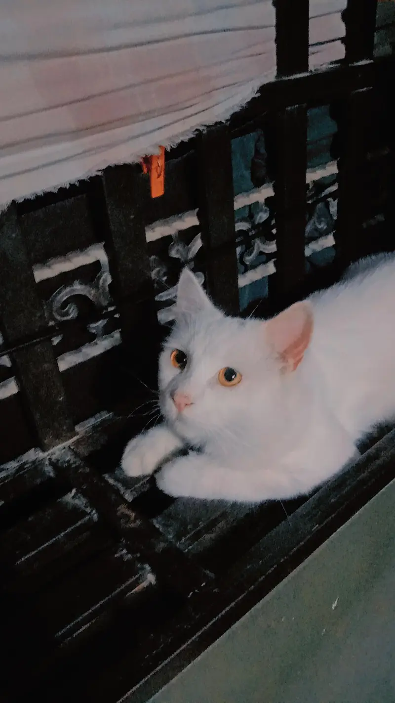 Cat Family With Kittens — photo 2