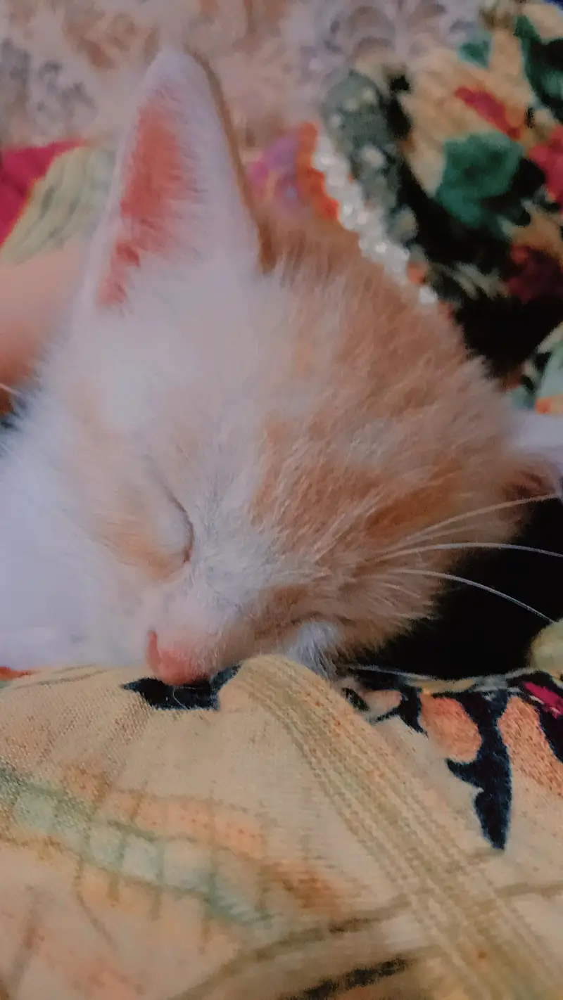 Cat Family With Kittens — photo 6
