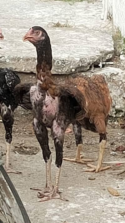 Aseel chicks for sale