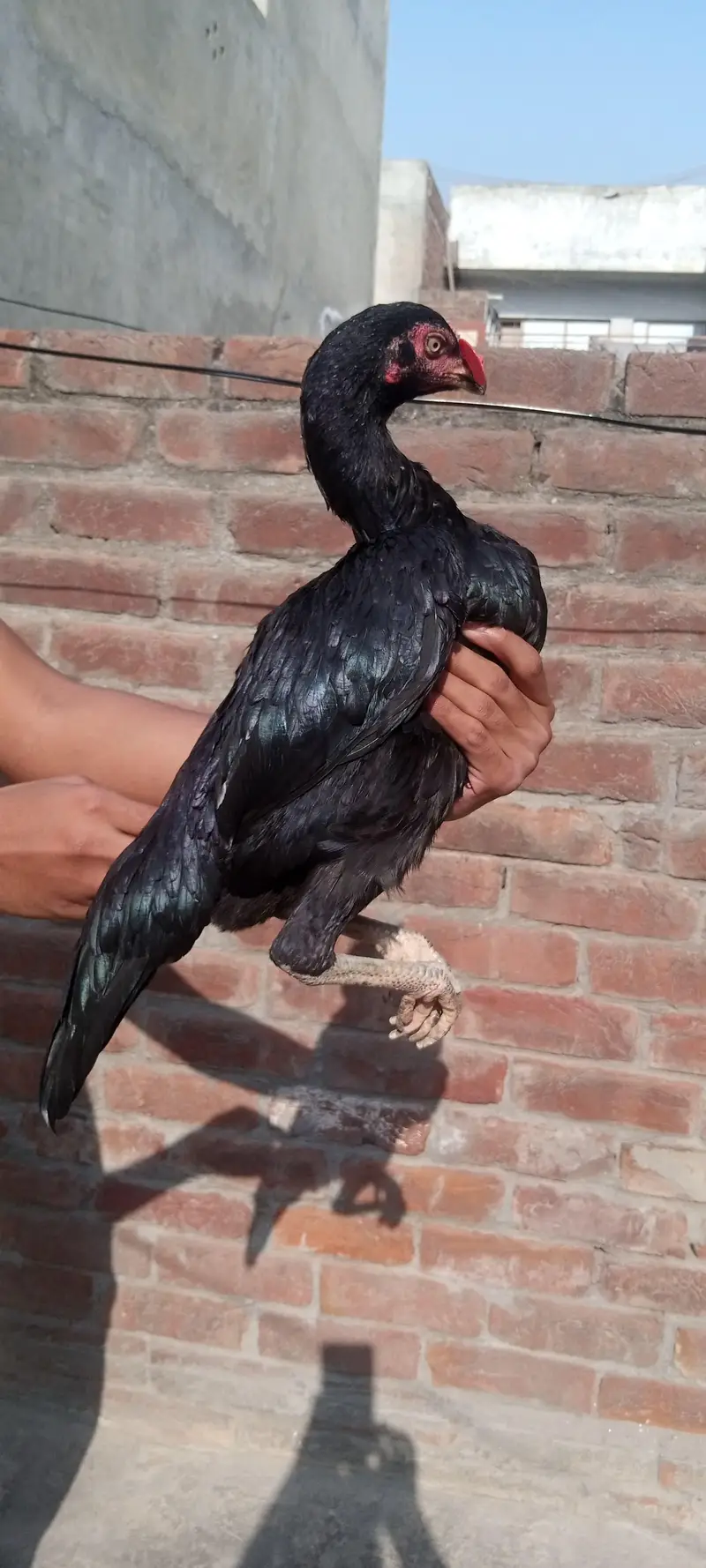 Aseel Trio and Chicks — photo 2