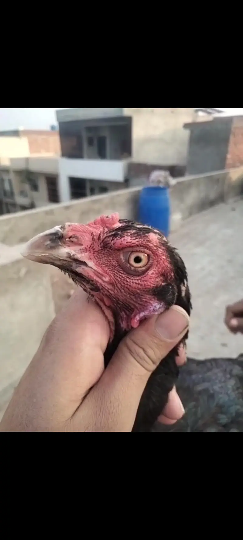 Aseel Trio and Chicks — photo 4