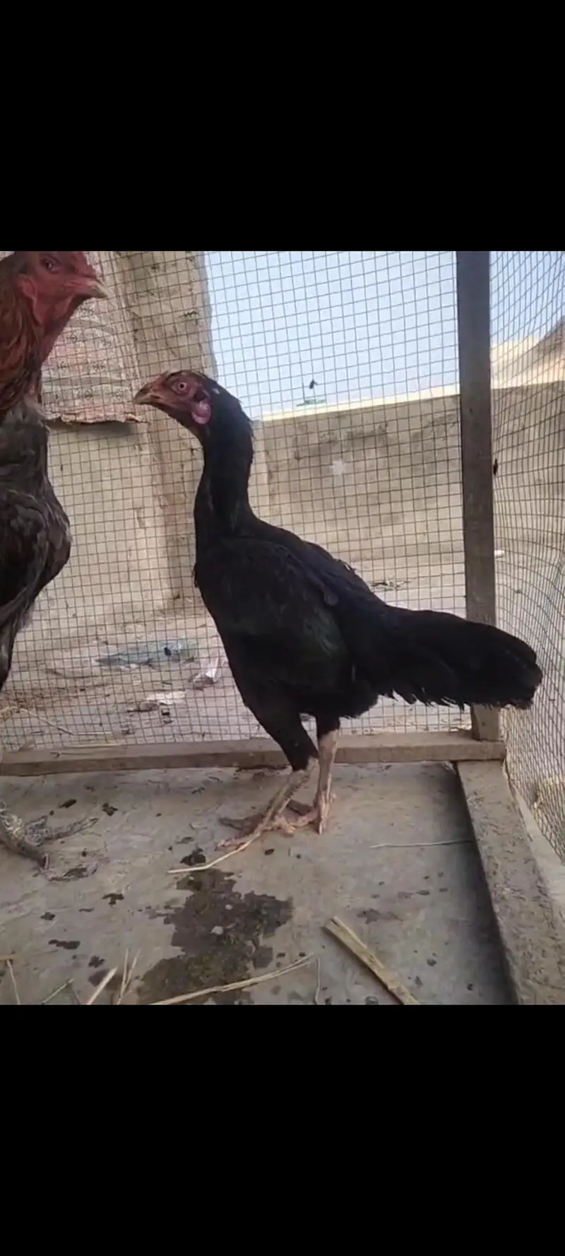 Aseel Trio and Chicks — photo 5