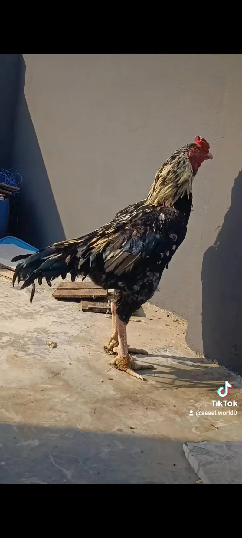Aseel Trio and Chicks — photo 8