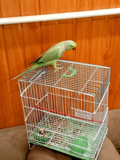 mithu with cage 322//5844099