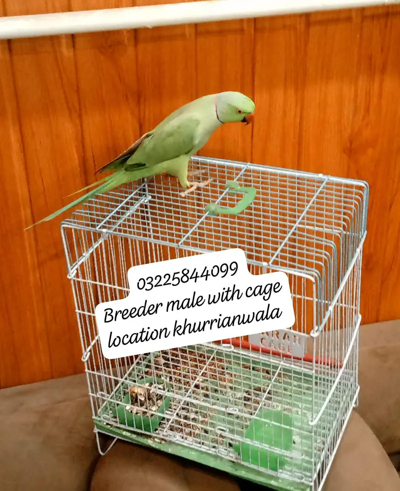 mithu with cage 322//5844099 — photo 2