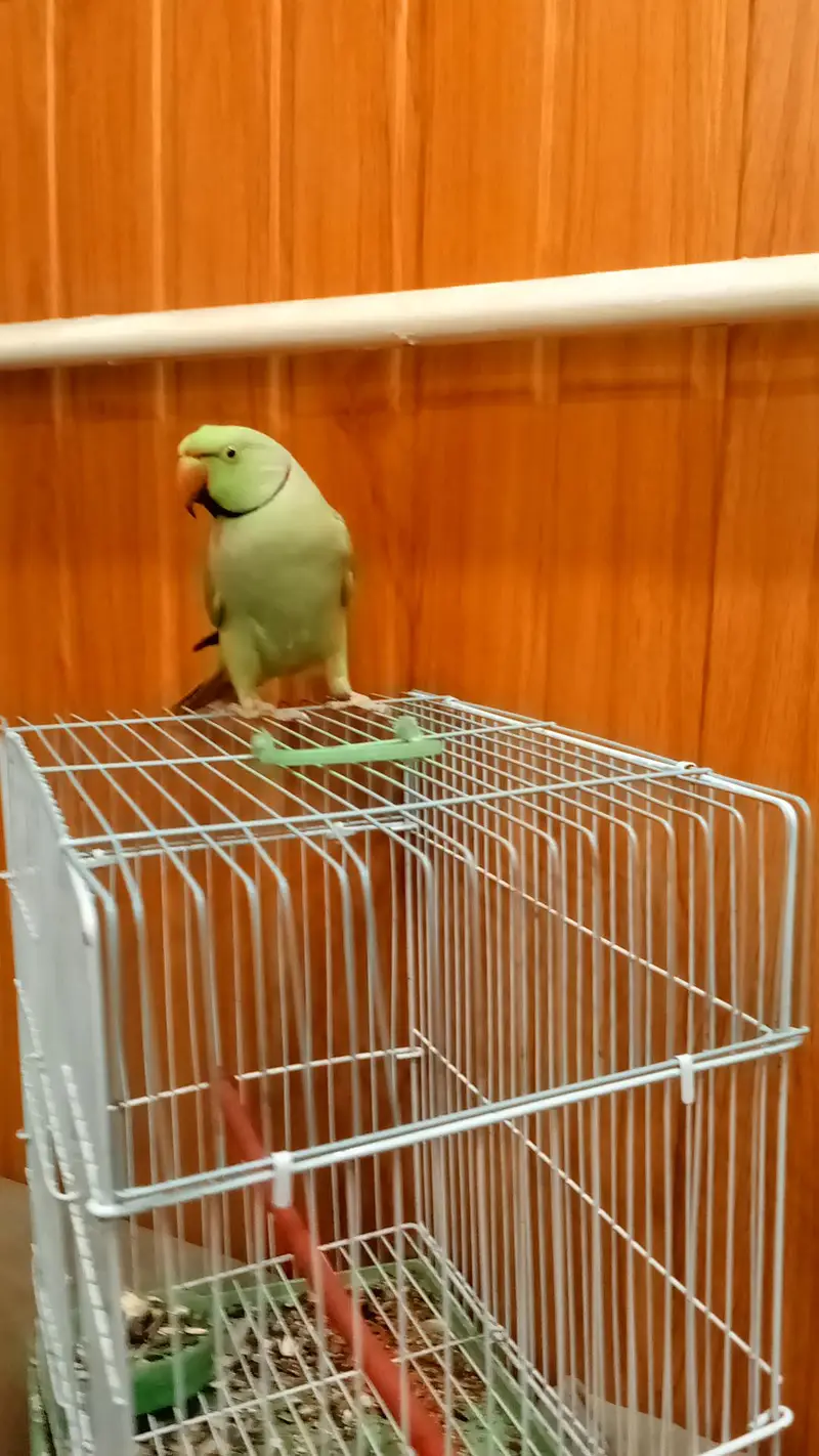 mithu with cage 322//5844099 — photo 3