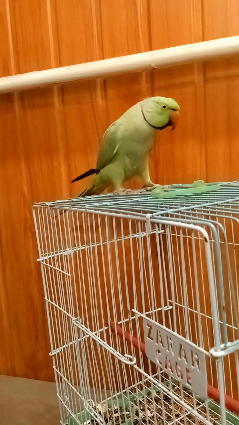 mithu with cage 322//5844099 — photo 4