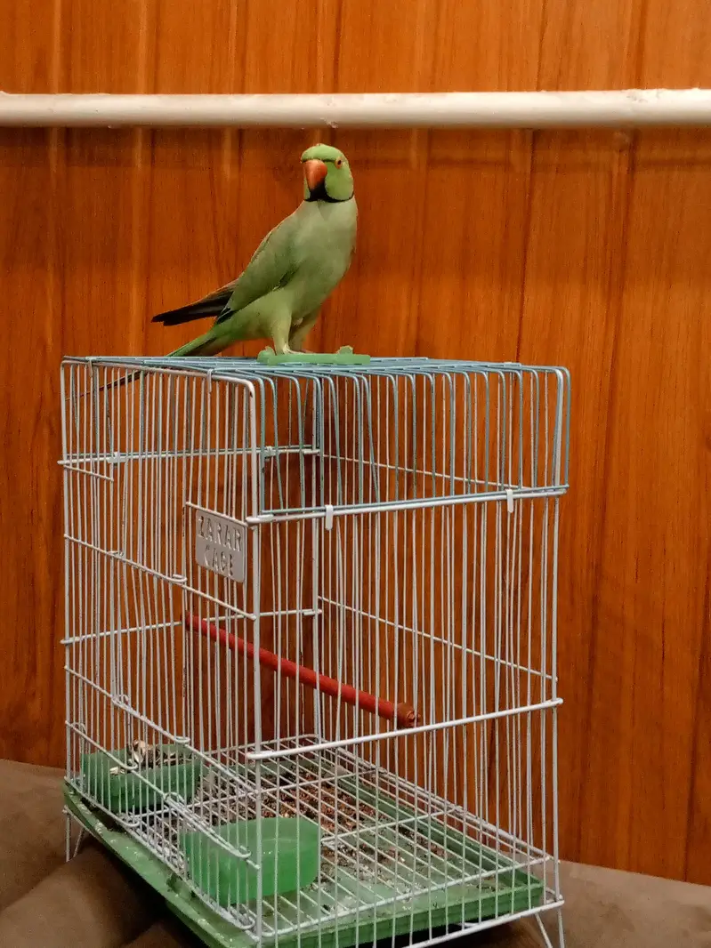mithu with cage 322//5844099 — photo 6