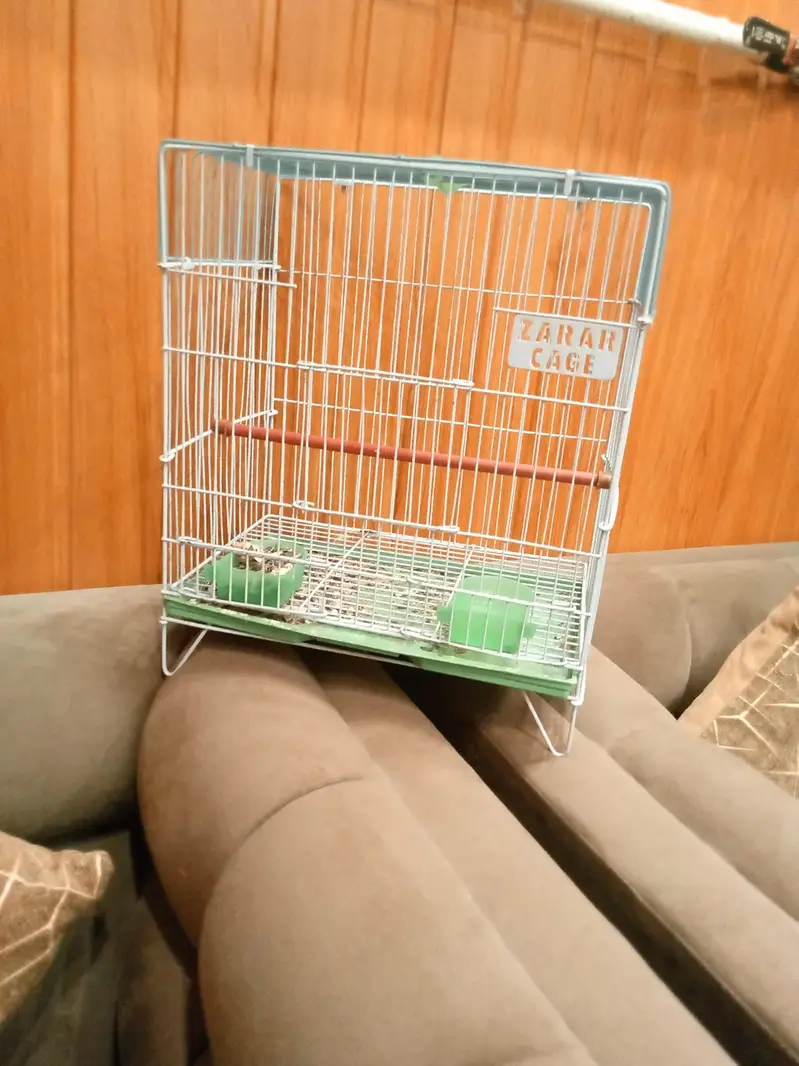 mithu with cage 322//5844099 — photo 7