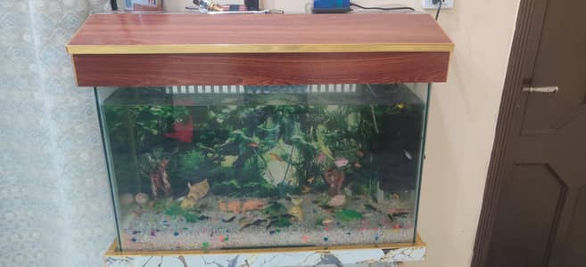 fish aquarium Gujranwala