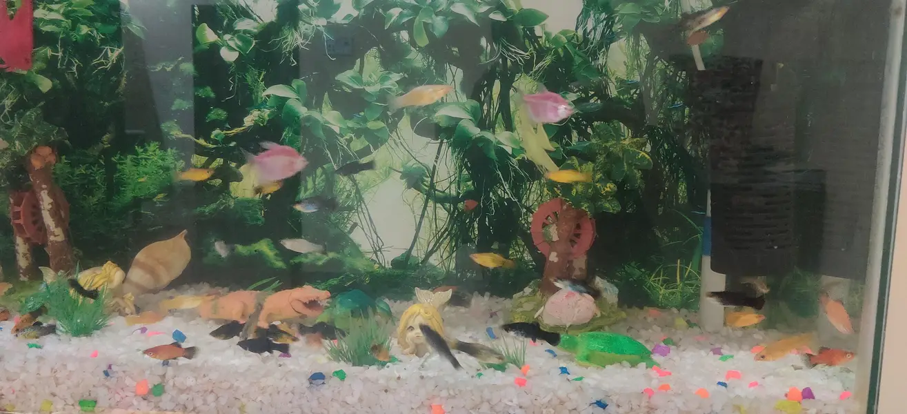 fish aquarium Gujranwala — photo 2