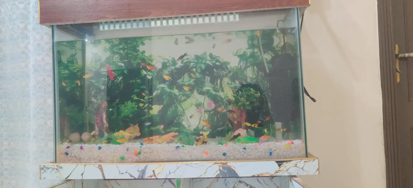 fish aquarium Gujranwala — photo 3