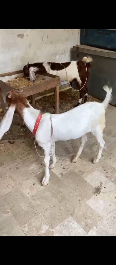 bakra for sale