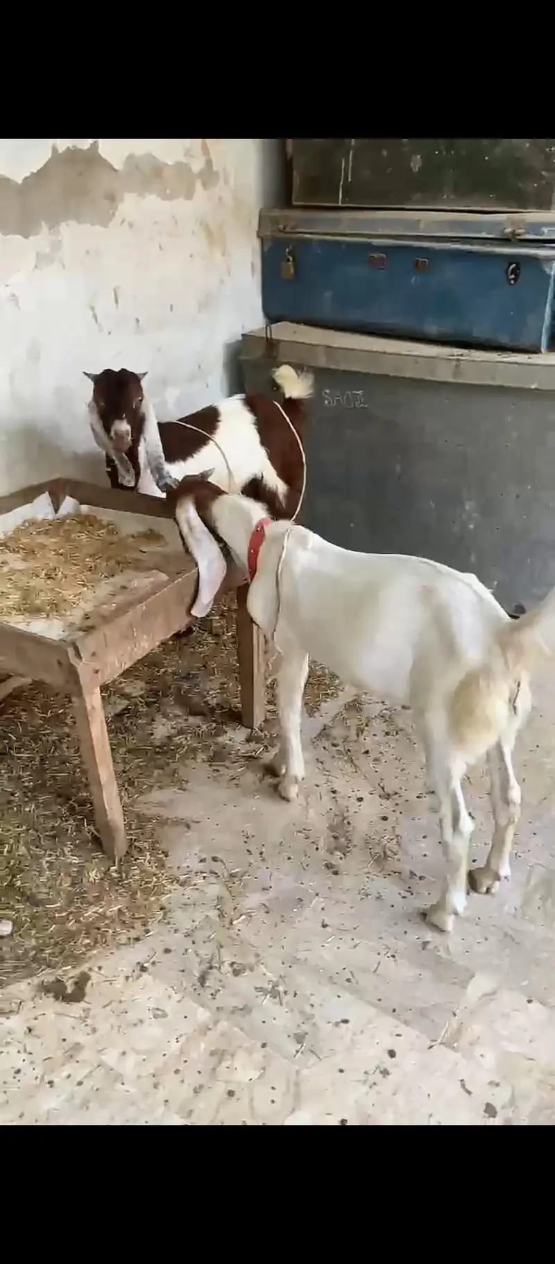 bakra for sale — photo 2