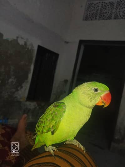 Raw Alexander parrot