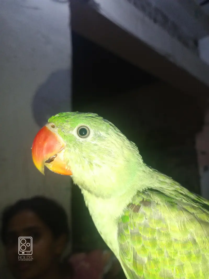 Raw Alexander parrot — photo 2