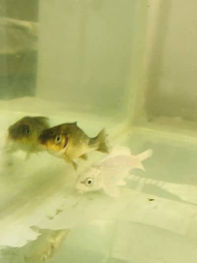 Urgent koi for sale