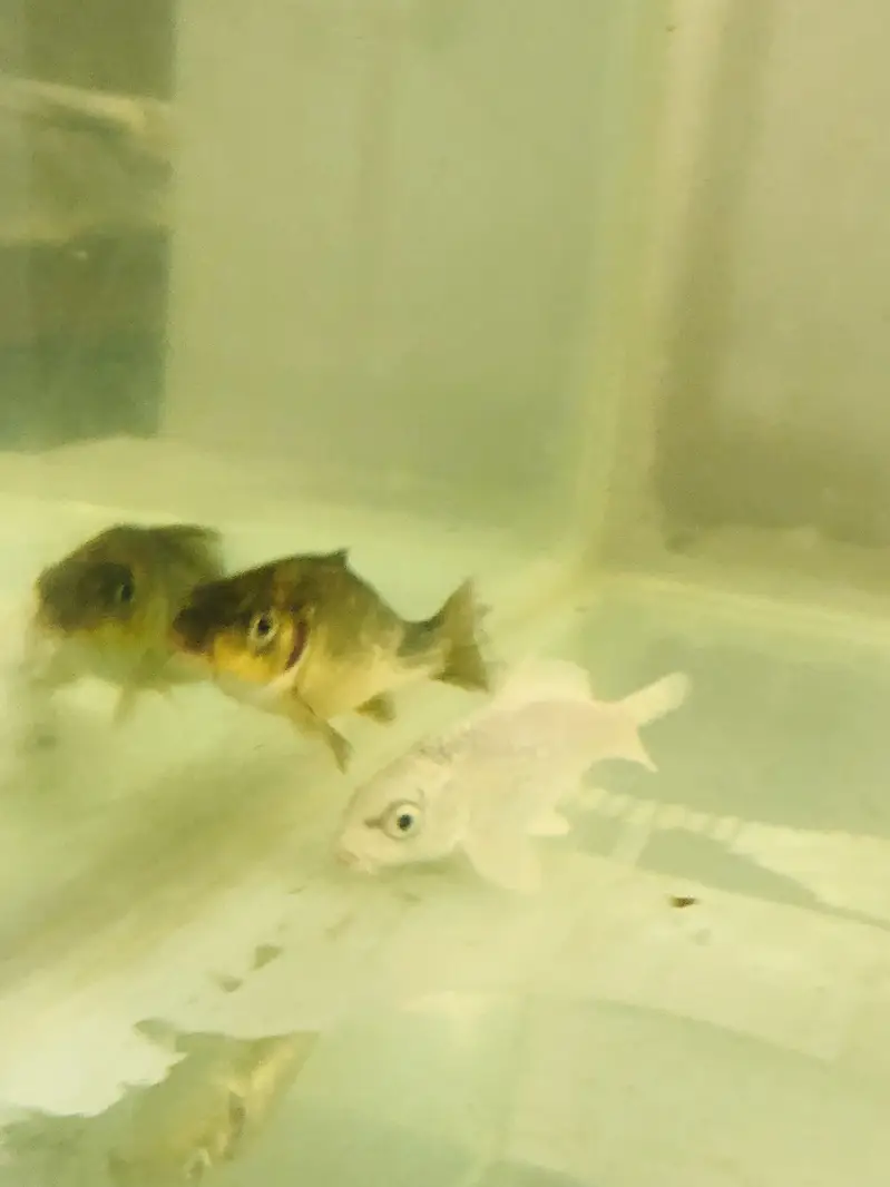 Urgent koi for sale