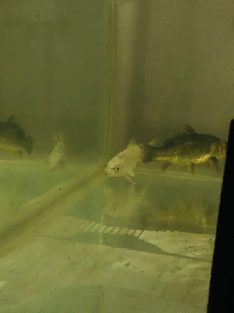 Urgent koi for sale — photo 2