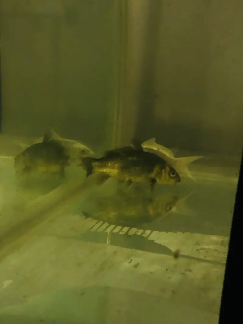 Urgent koi for sale — photo 3
